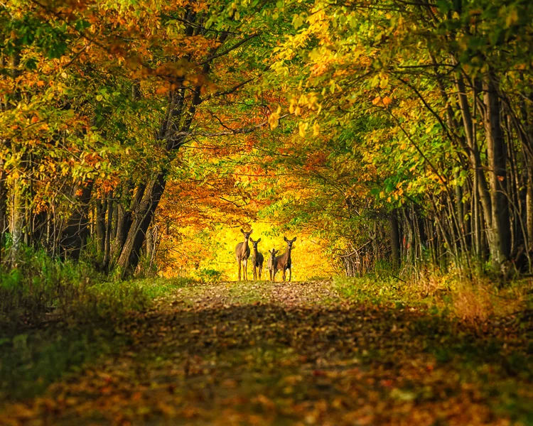 Deer in the Blue Hills forest